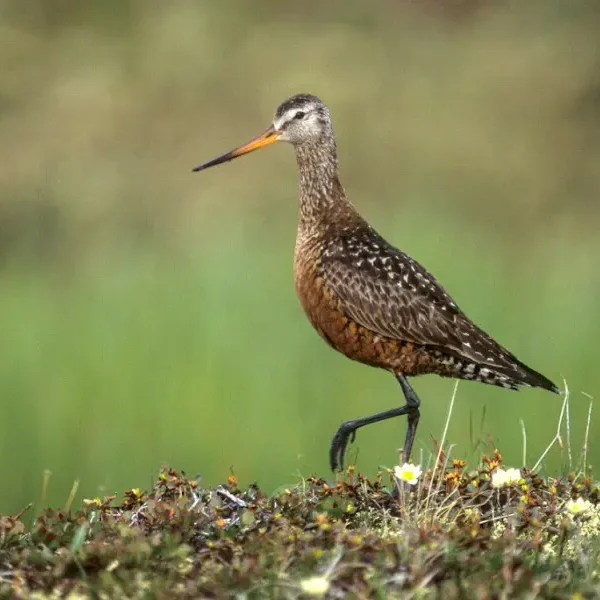 Vuelo hacia la extinción: la aguja café pierde el 95% de su población