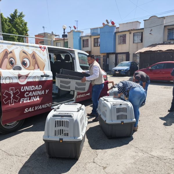 Rescatan a 12 perritos en Acolman tras el conmovedor llamado de una madre