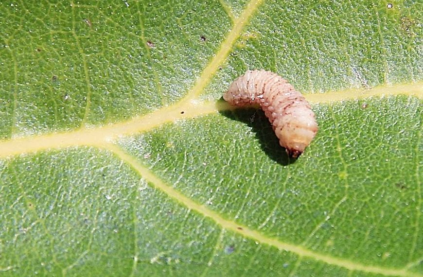 Frenan plaga del gusano barrenador en México: capturan más de 11.6 millones de moscas con red de trampas