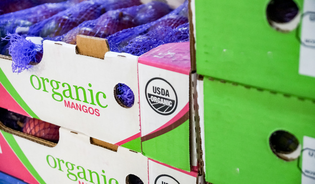 ¡El mango mexicano es imparable en Estados Unidos! Se prevé exportar más de 350 mil toneladas este 2026